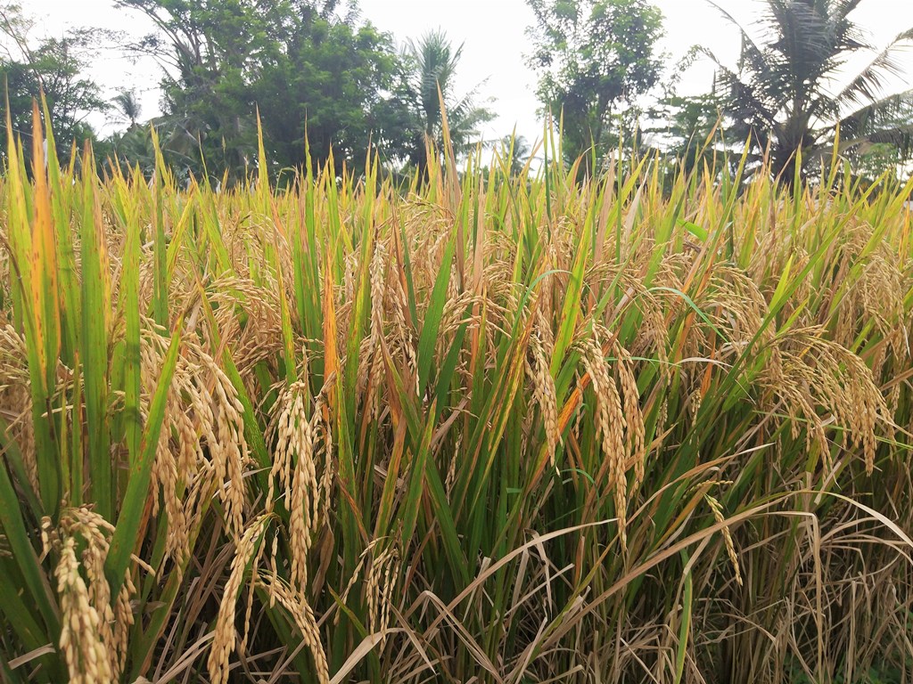 бали как выращивают рис
