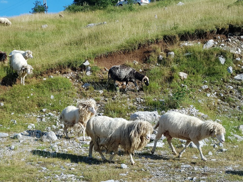 горная Черногория
