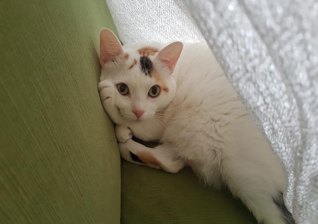 черногорская кошка