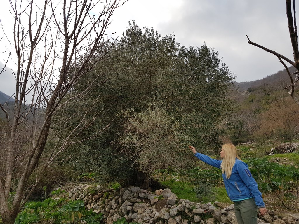 оливковое дерево Черногрия