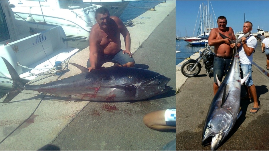 тунец на 133 кг в Баре Черногория