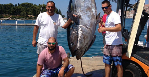 тунец на 340 кг Хорватия