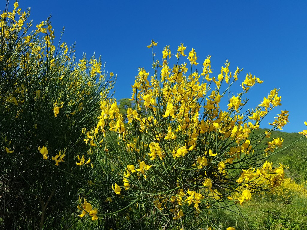 Желтые цветы в Черногории - не только украшение побережья | Путеводитель по  Черногории