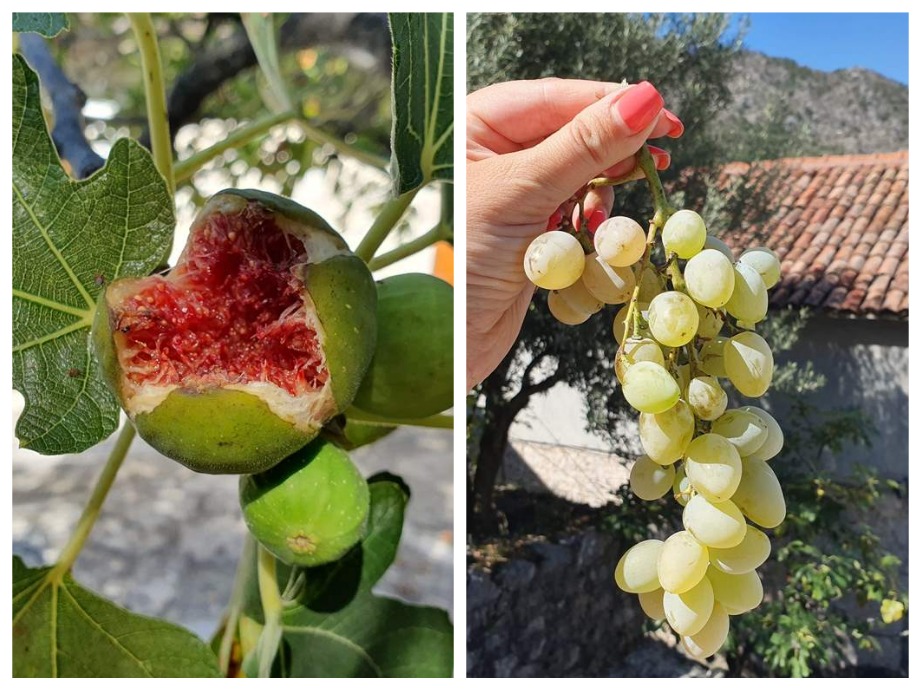 фрукты в черногории