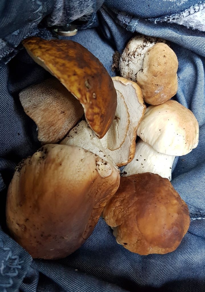 белые грибы в Жабляке