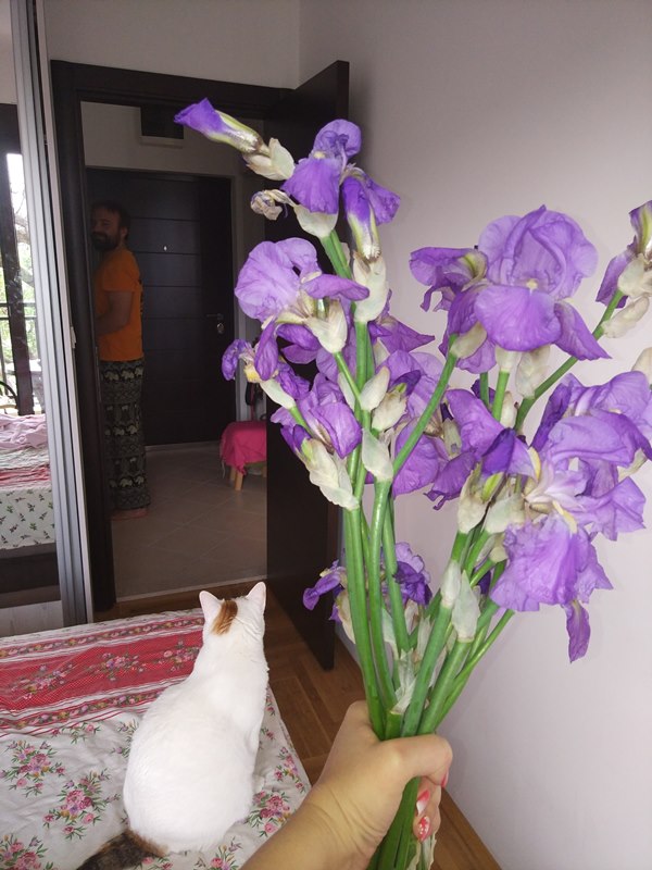 ирисы