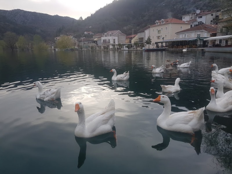 риека Црноевича Черногория