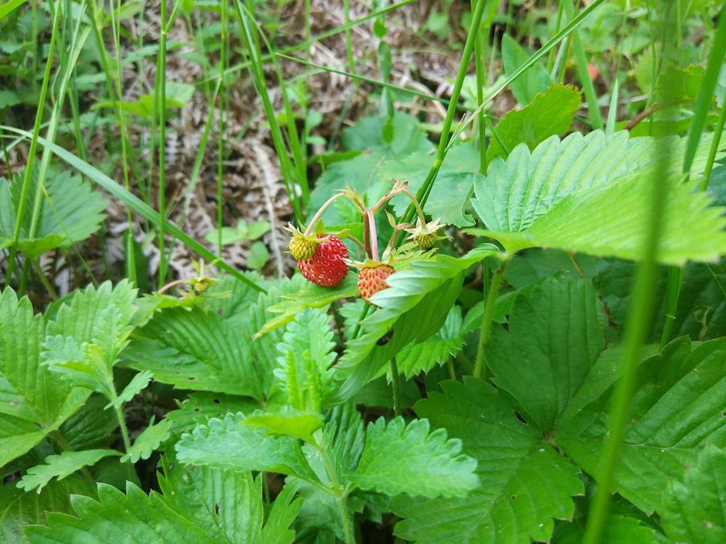 земляника в Черногории