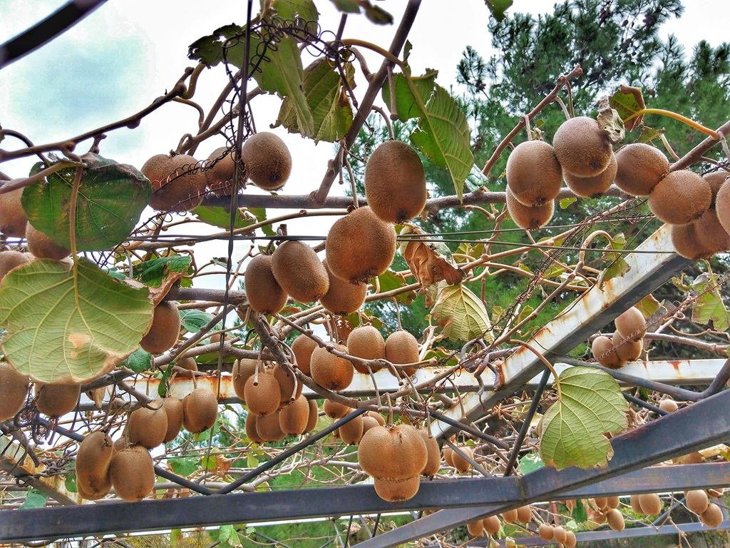 киви в Черногории