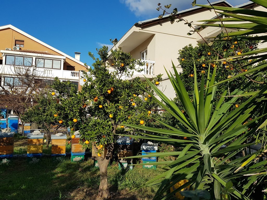 Будва в декабре погода