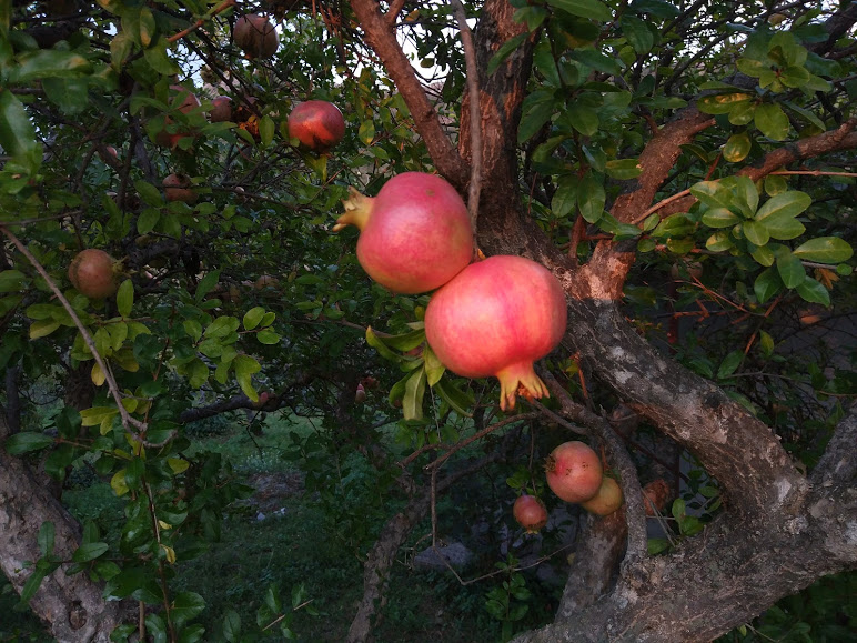 фрукты в Черногории
