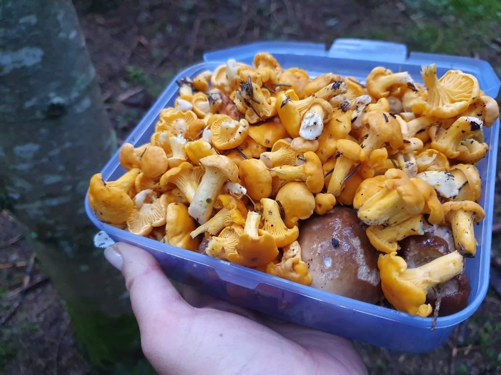 грибы в Черногории
