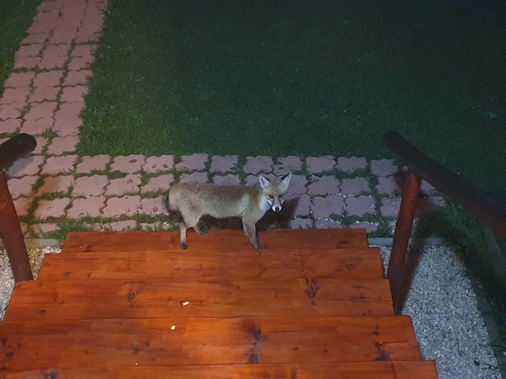 жабляк лиса