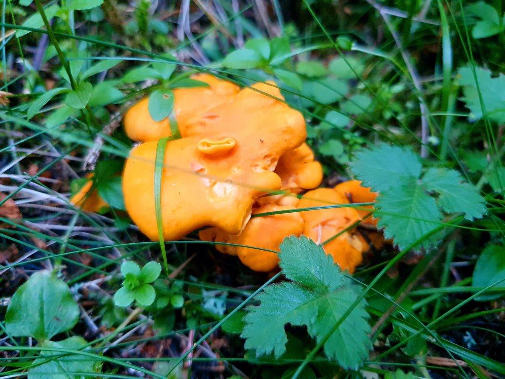 Жабляк грибы