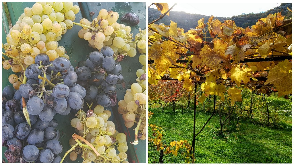 виноград в Черногории