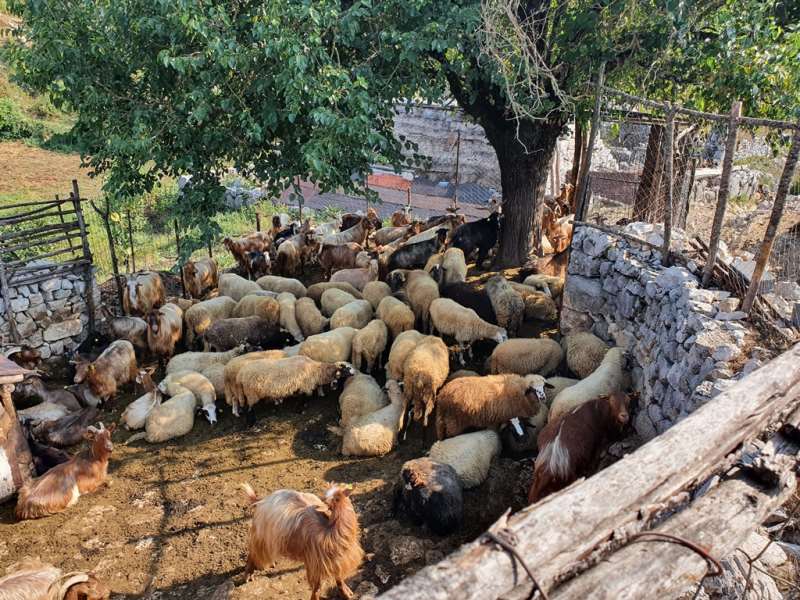 бараны в Черногории