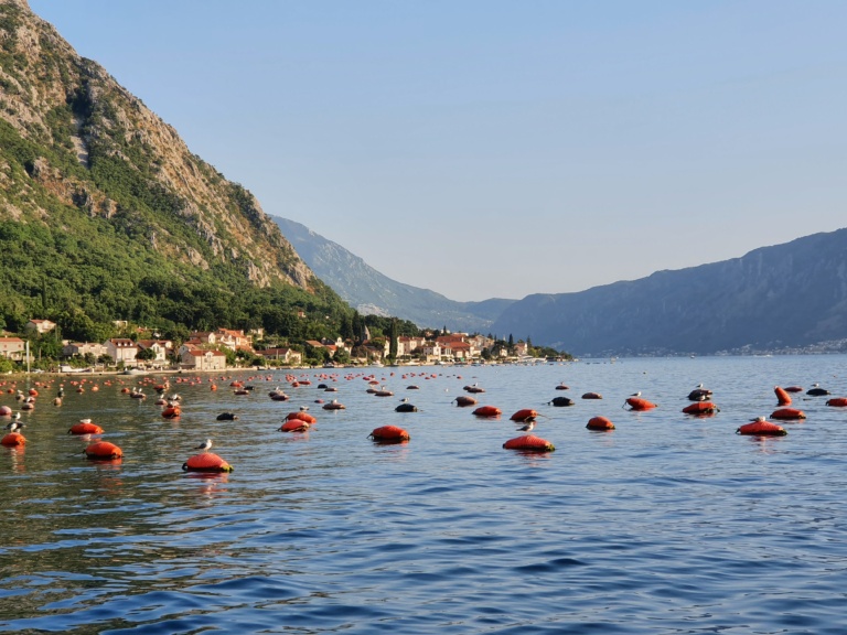 Рецепт мидий в ракушках - как приготовить свежие ракушки