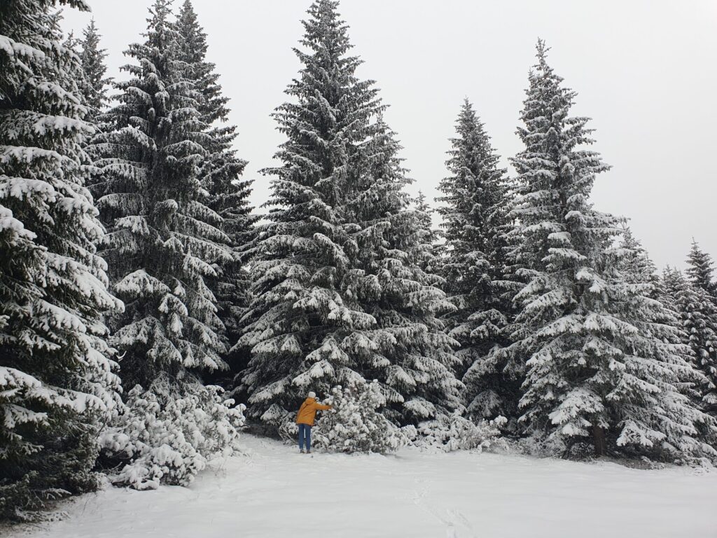 зима в горах Черногории погода снег в Жабляке