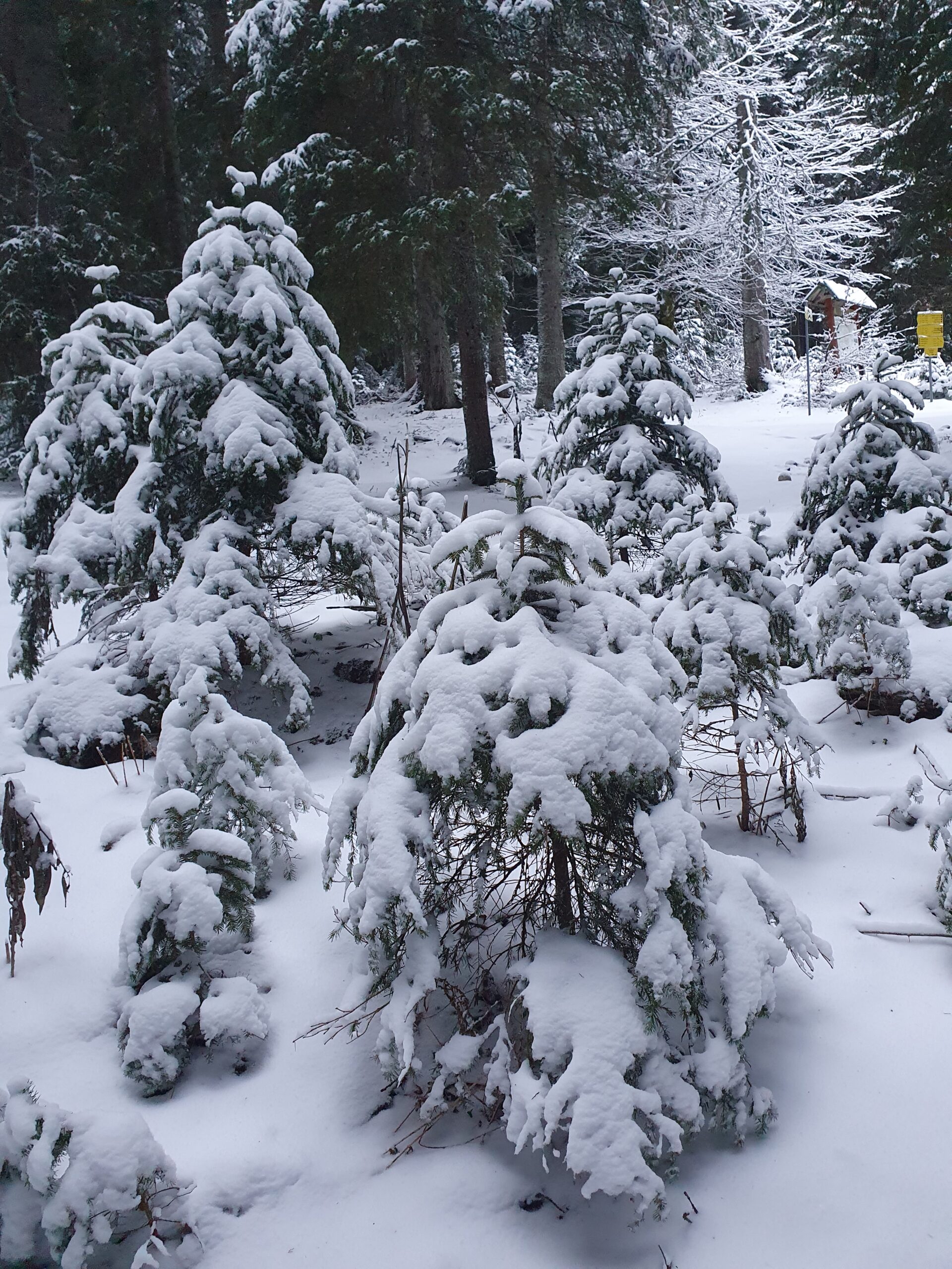 Фото Жабляк в снегу 2023 г