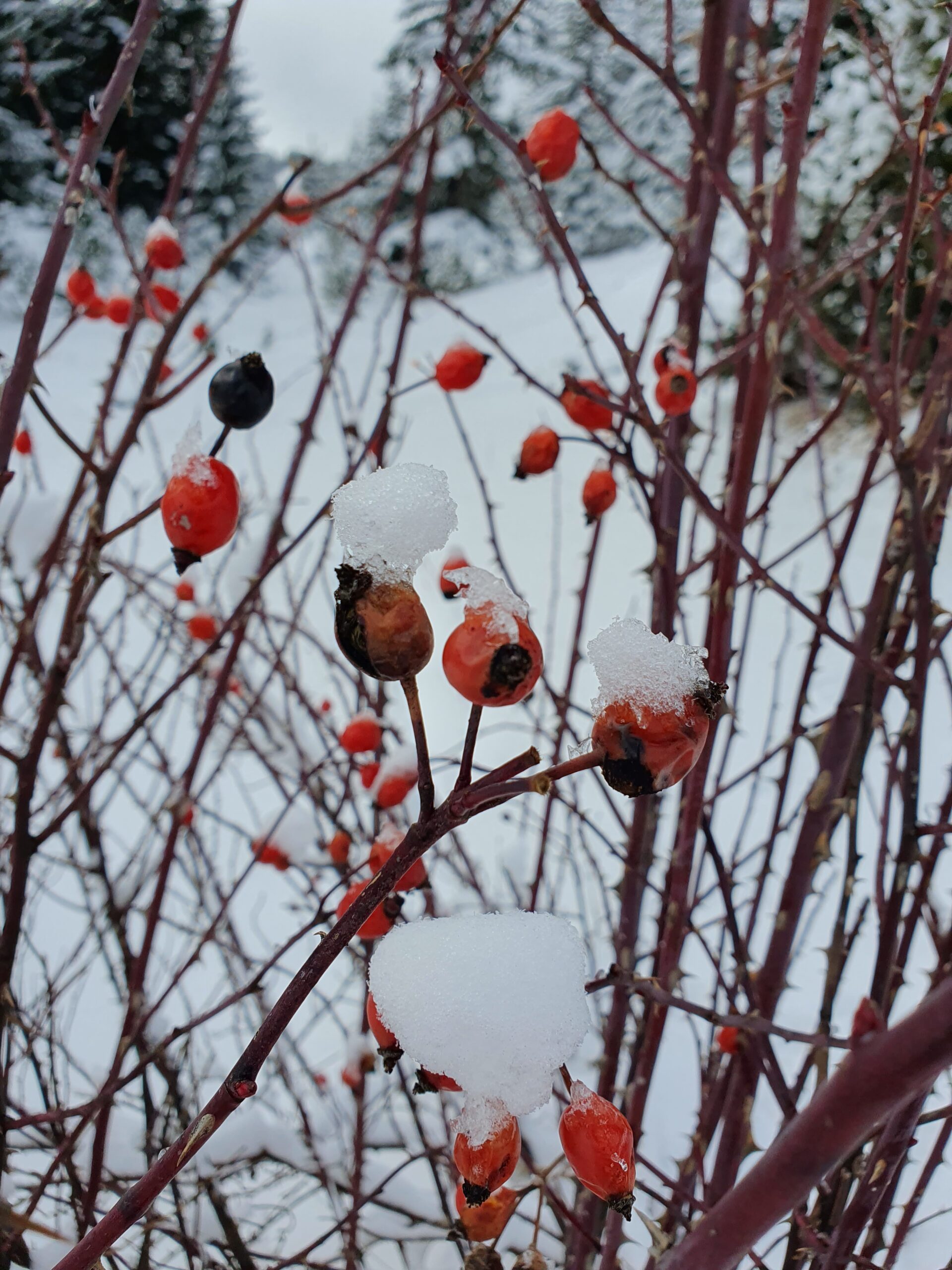 Черногория зимой горы Дурмитор фото 2023