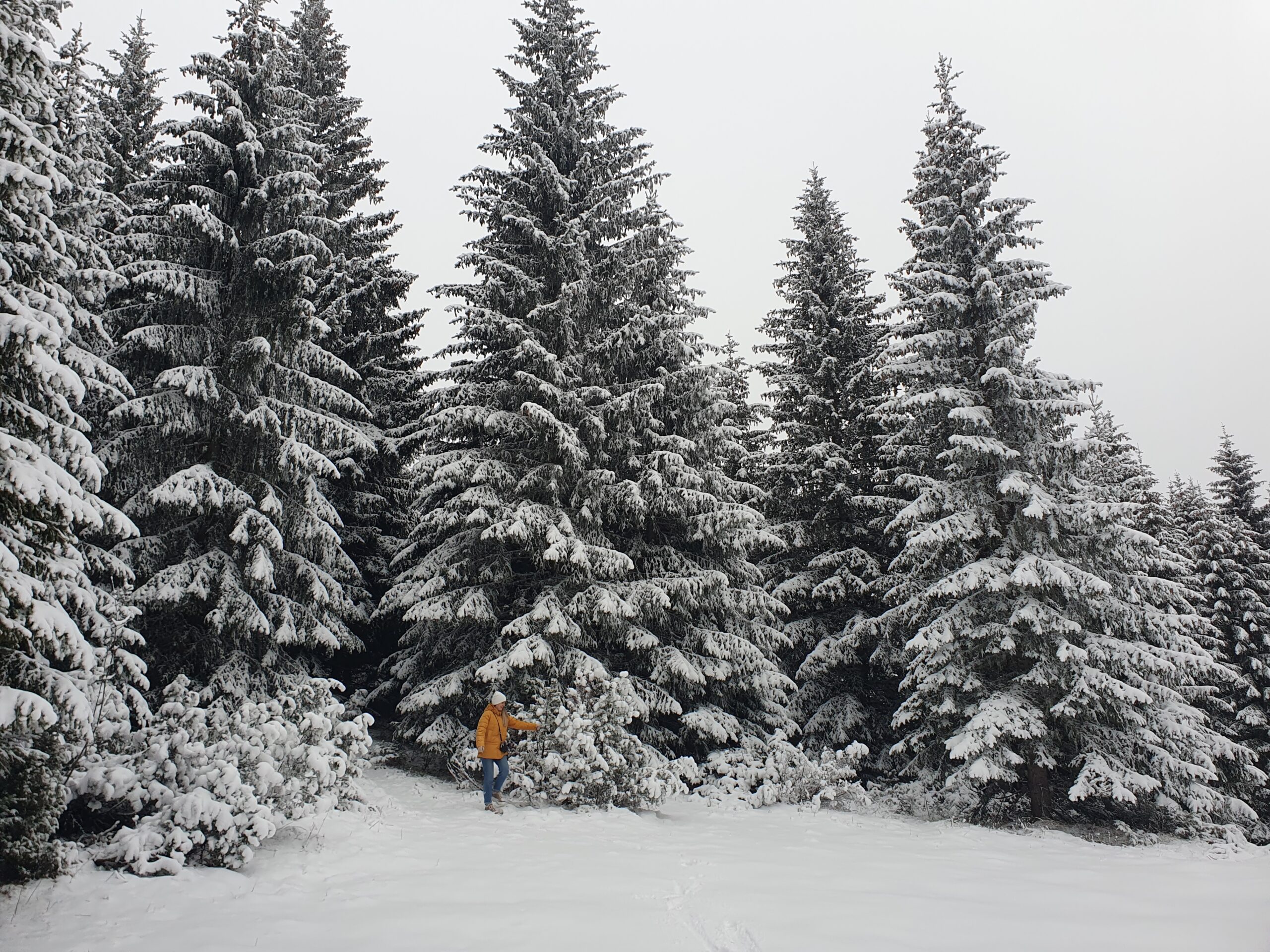 лес в Жабляке в снегу фото 2023