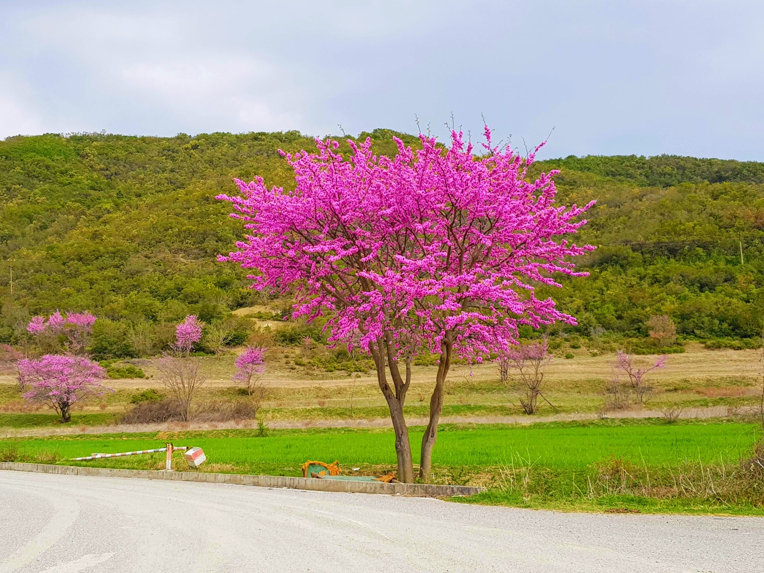 20190404_155626-EFFECTS