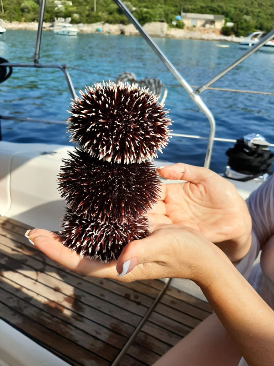 морские ежи в черногории где попробовать икру - на прогулке на яхте